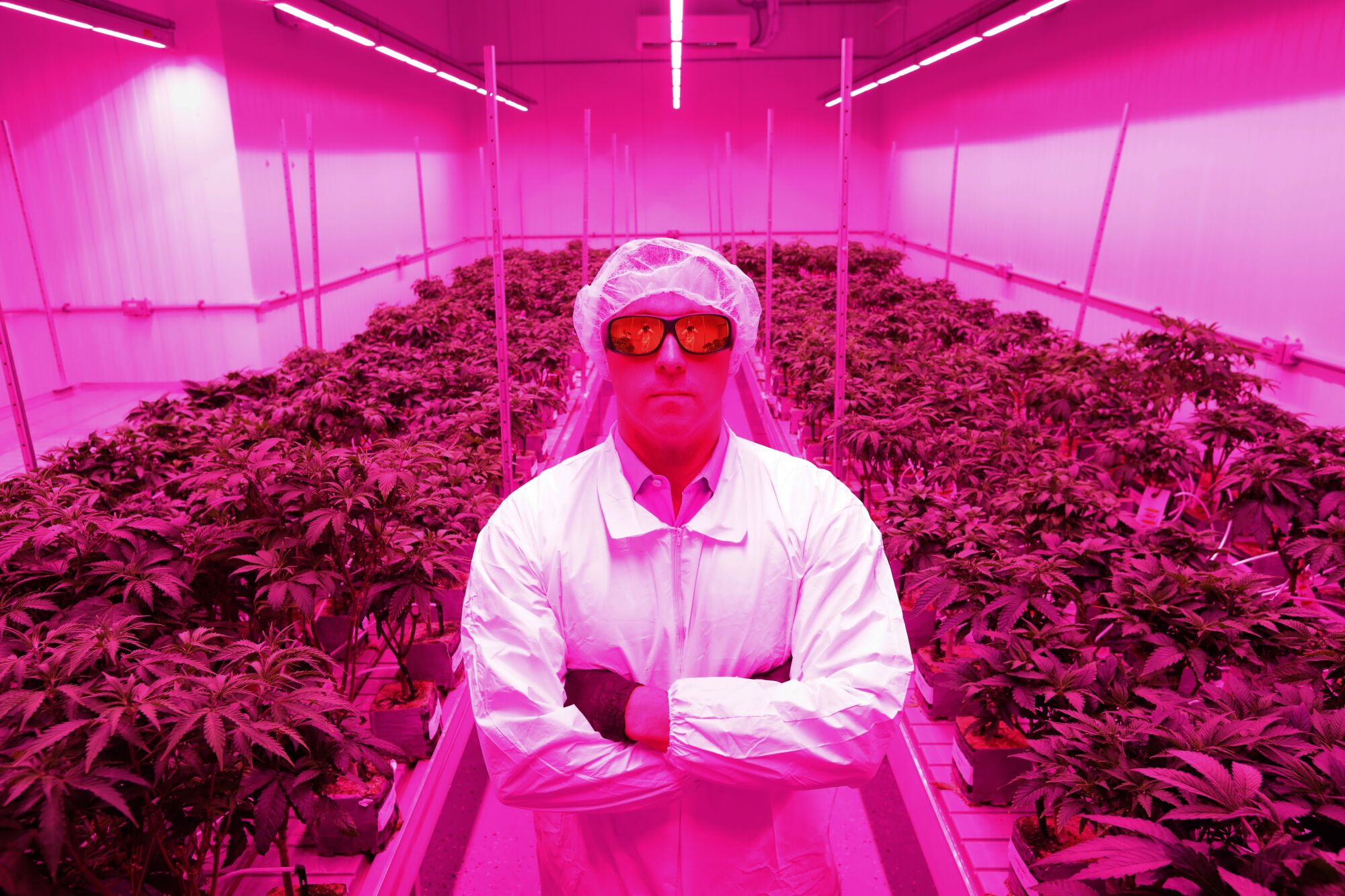 George Hodgin, CEO of Biopharmaceutical Research Company, stands inside a room where marijuana is being grown.