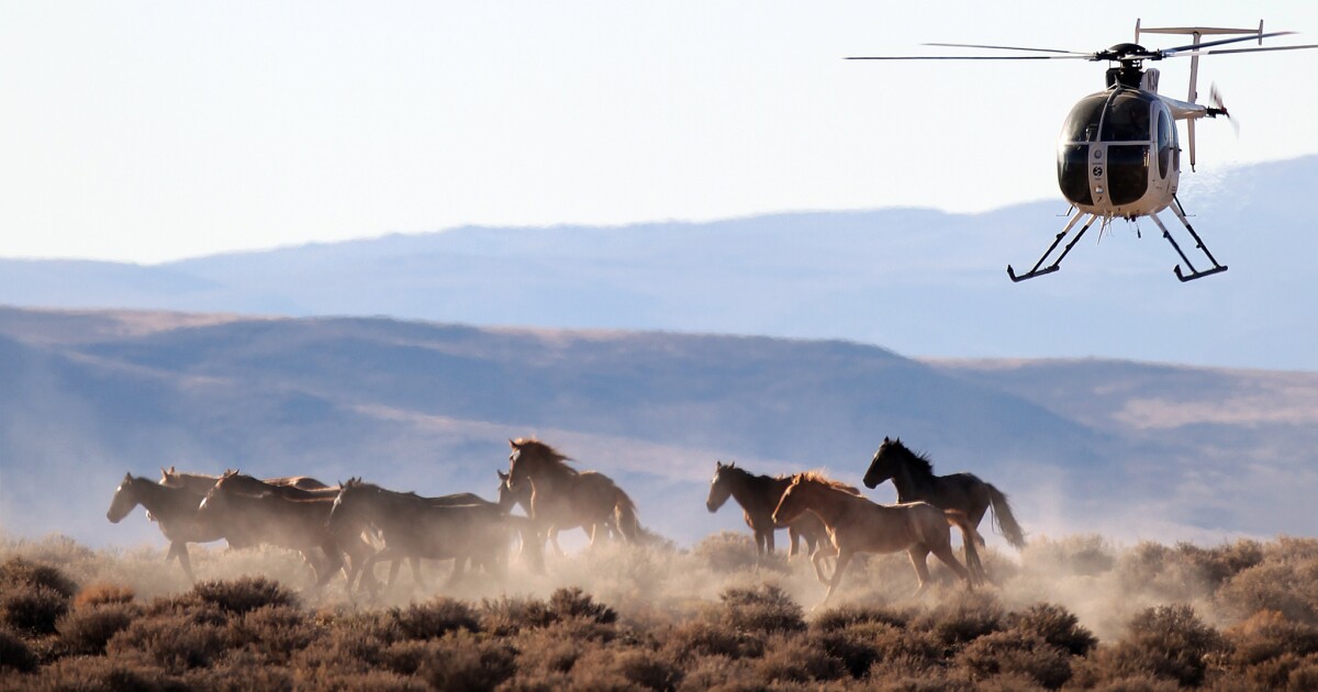 Rescuing wild horses The San Diego UnionTribune