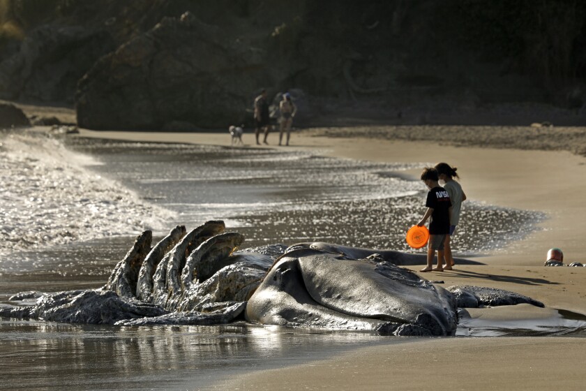 A whale on a beach.