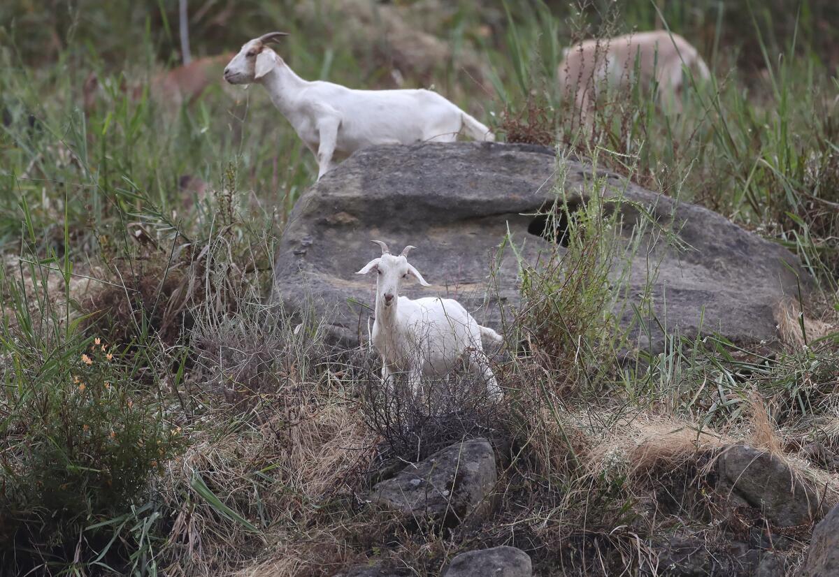 Laguna Beach is utilizing two herds to carry out its goat grazing program as part of its fire mitigation efforts.