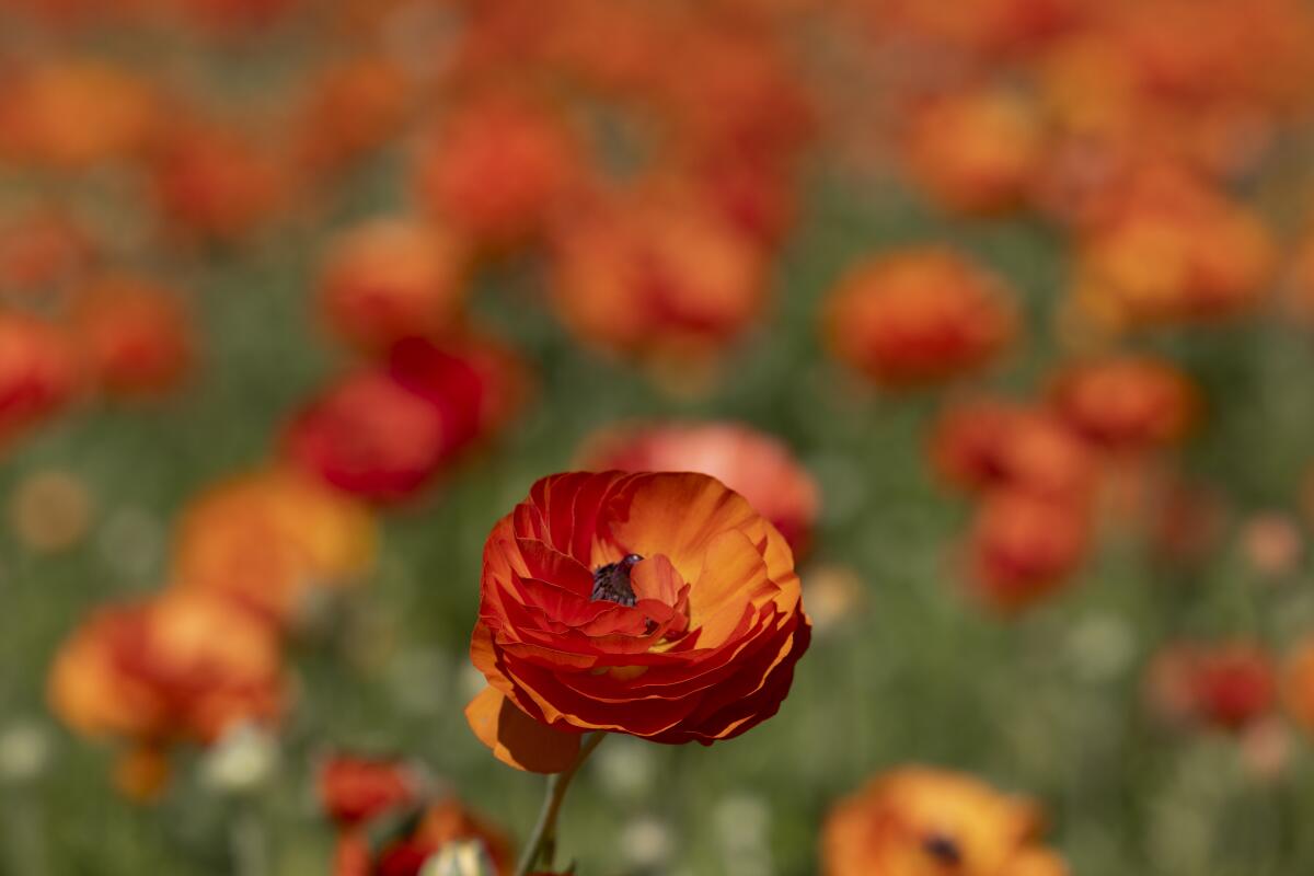 Ranunculus flowers blooming in The Flower Fields at Carlsbad Ranch on Thursday, Feb. 22. 