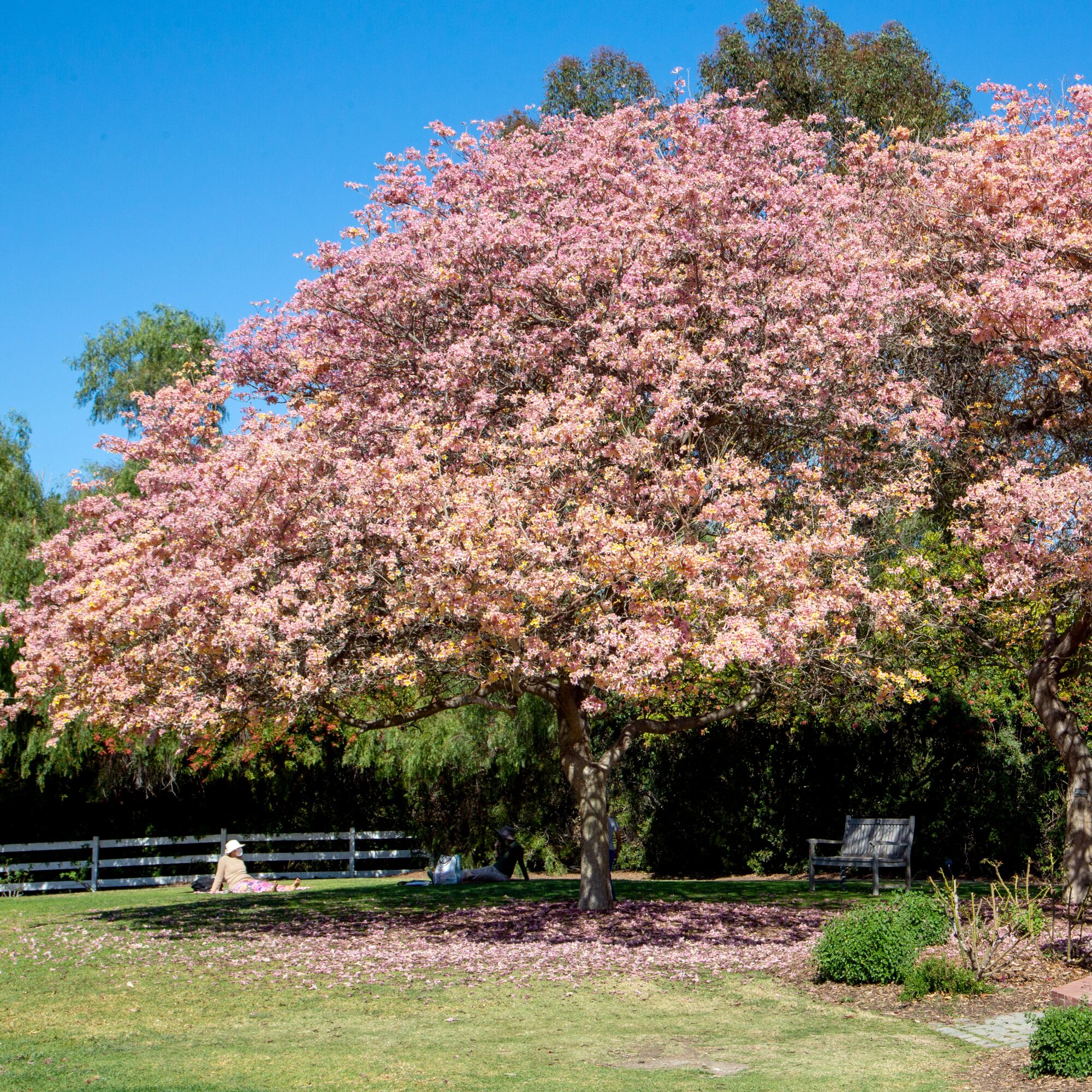 A tree at the South Coast Botanic Garden.