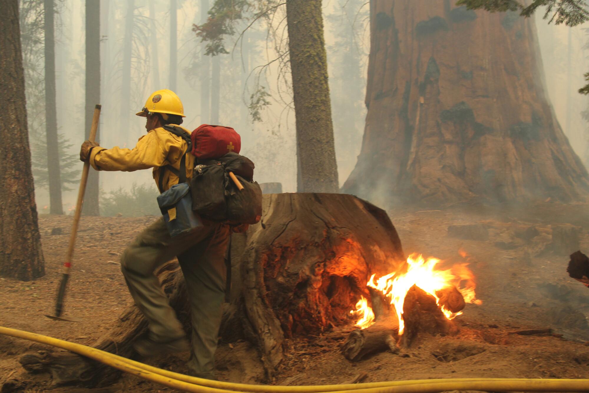 The Windy fire burned through the Peyrone and Red Hill groves in Sequoia National Forest.