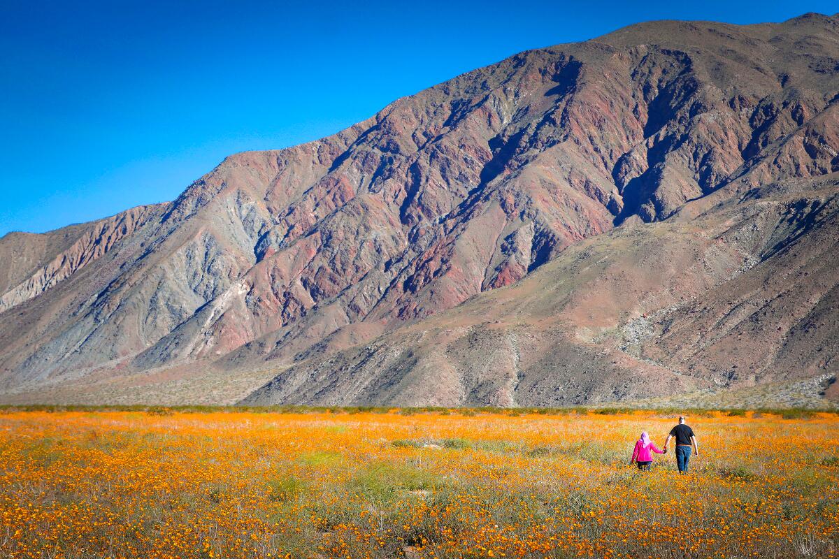 Two people in a field of orange wildflowers with desert mountains in the background