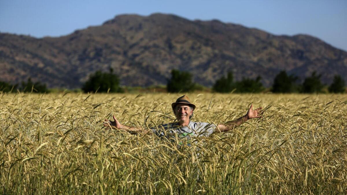 Alex Weiser stands in a field of Abruzzi rye, growing at Weiser Family Farms in Tehachapi. Weiser is co-founder of the Tehachapi Heritage Grain Project.