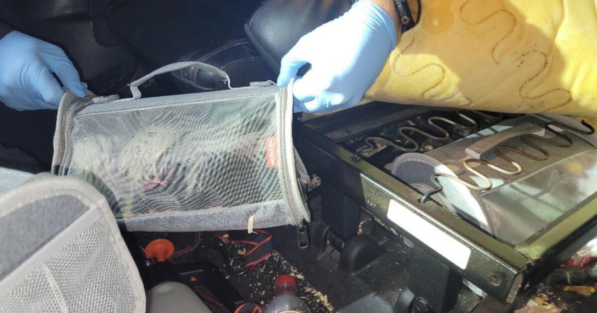 Des résidents de SoCal condamnés à une amende pour avoir amené des oiseaux exotiques à la frontière entre les États-Unis et le Mexique