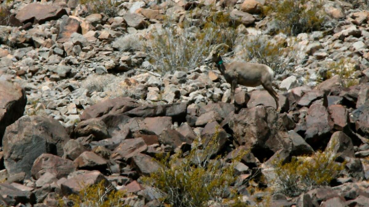 A desert bighorn sheep at the base of Soda Mountain near the Mojave National Preserve.