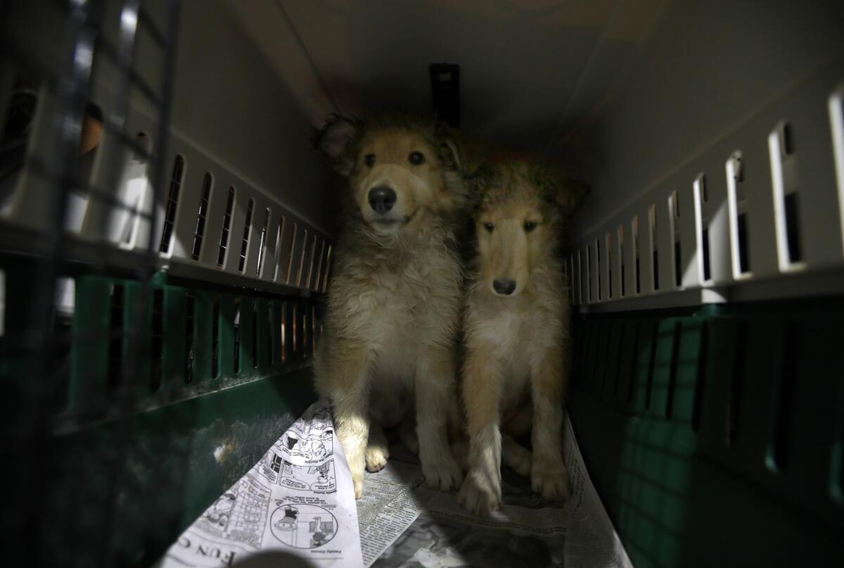 Two dogs inside a plastic carrier.