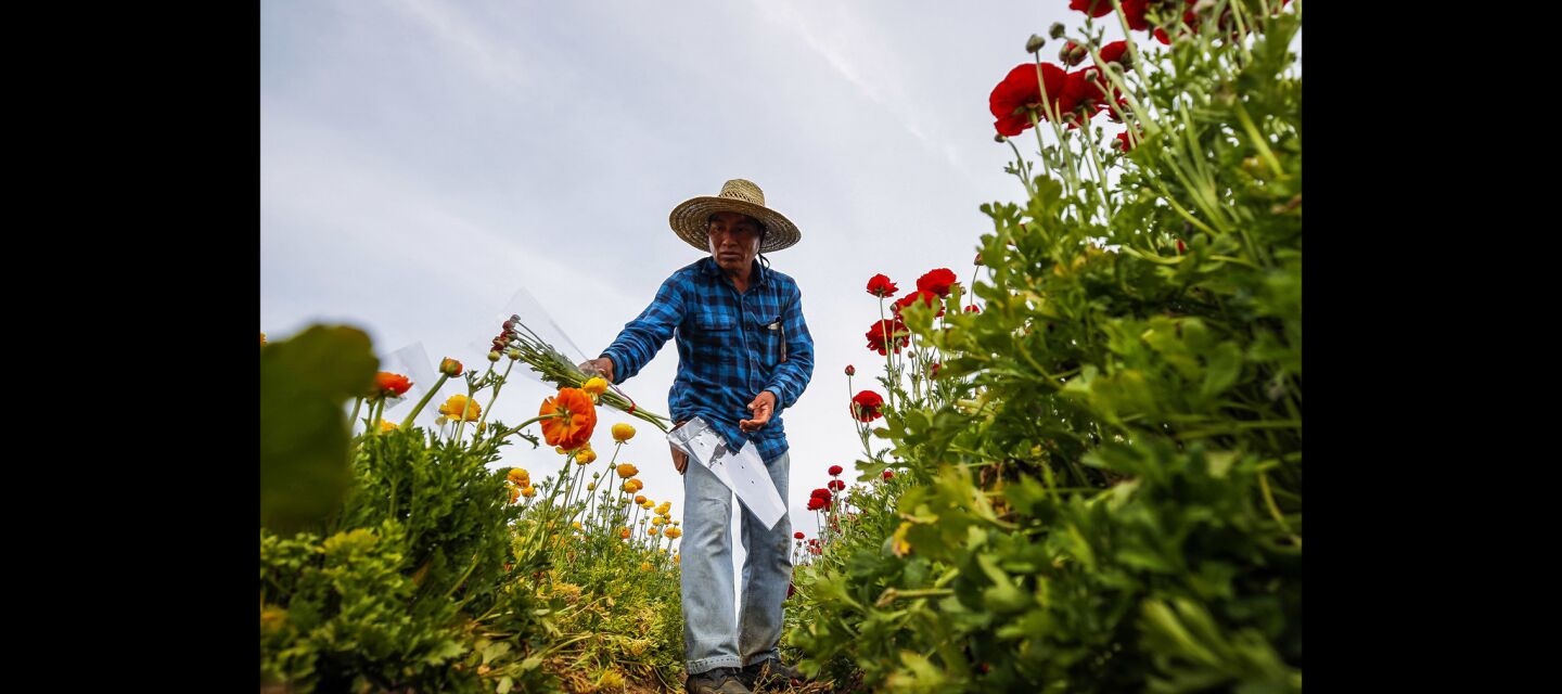 Alberto Valencia tosses a small bunch of ranunculus flowers to the side, which he will pick back up as he gathers what he has picked when he finishes the row.