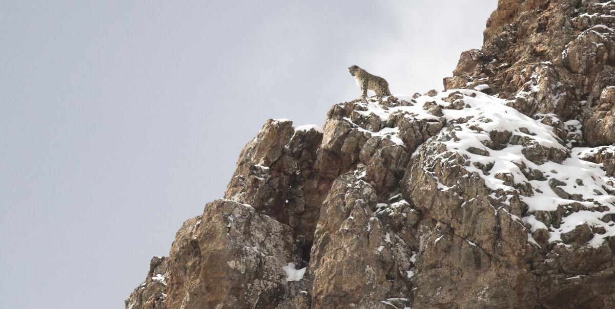 A snow leopard high atop a snowy, rocky hillside.