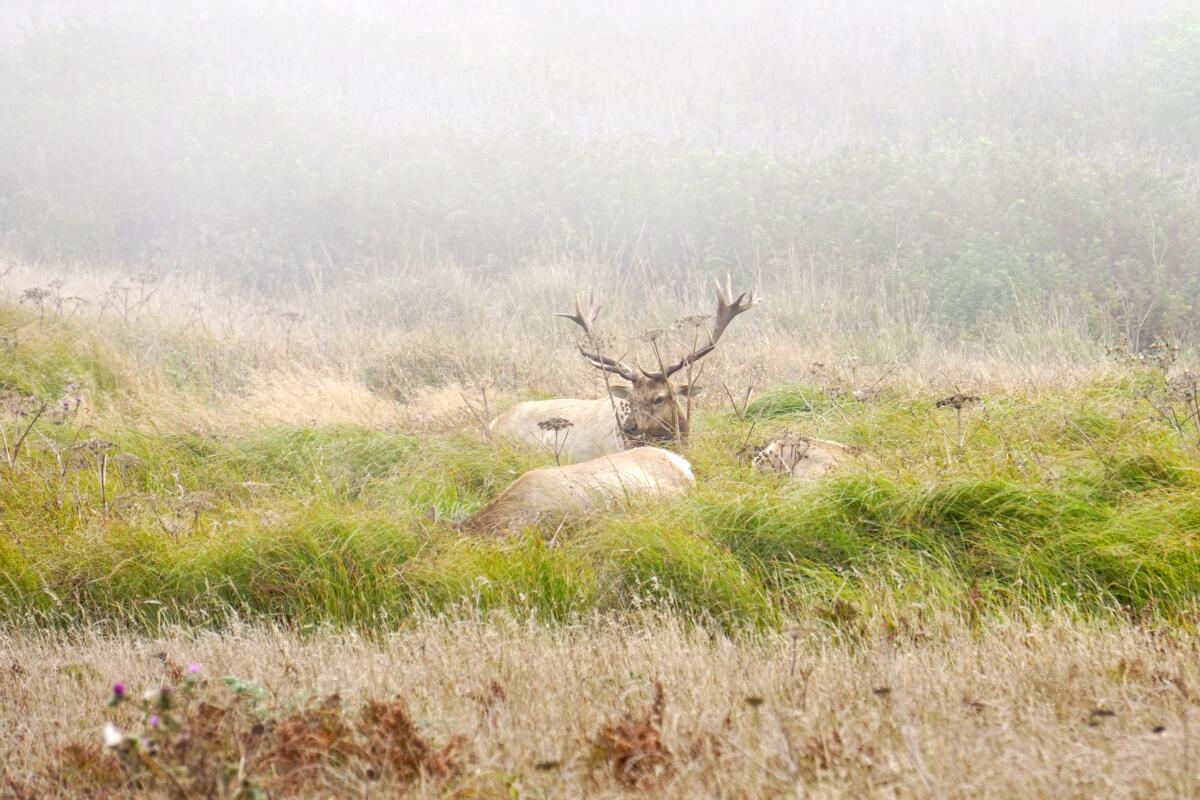 Tule elk graze in the mist