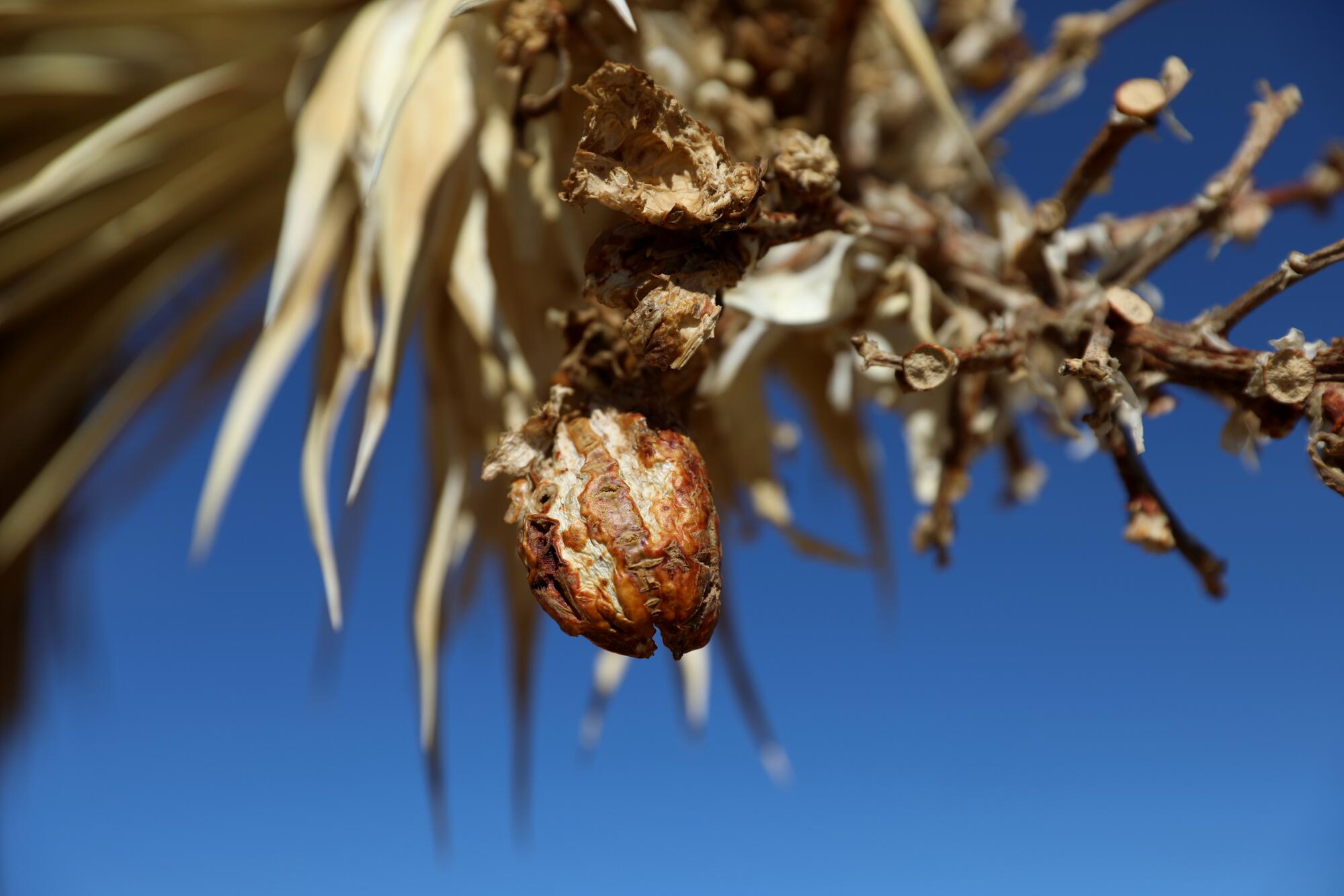  Blue sky, spiky foliage, piece of Joshua tree fruit hanging from a plant in the national park.