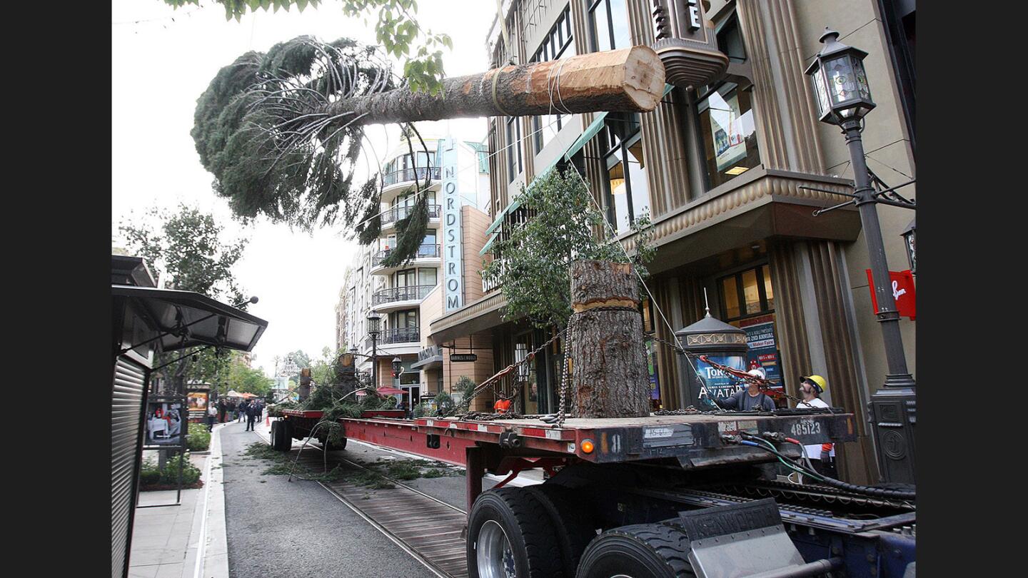 A 100-foot, 13,000 pound tree seems to levitate above a long flatbed as the lifting of the tree to it's temporary location begins at the Americana at Brand on Monday, October 31, 2016. A 100-foot, 13,000 pound white fir, from McLeod, CA, was delivered and installed in the lawn. The official tree lighting will be November 17th.