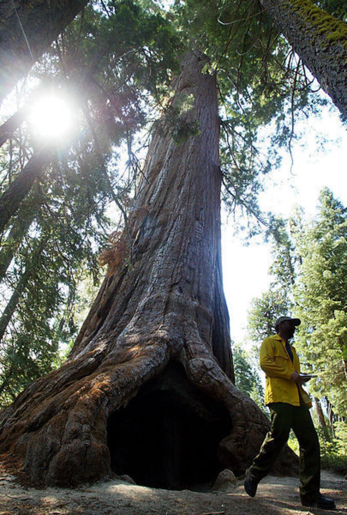 Giant sequoias grow in the wild only on the western slopes of the Sierra Nevada. This 2,000-year-old tree is part of the Trail of 100 Giants in the Giant Sequoia National Monument.