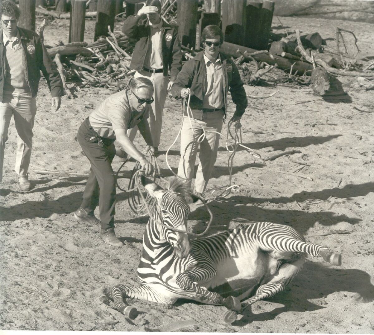 Richard Massena (center, holding rope) helps lasso a zebra at the Wild Animal Park.