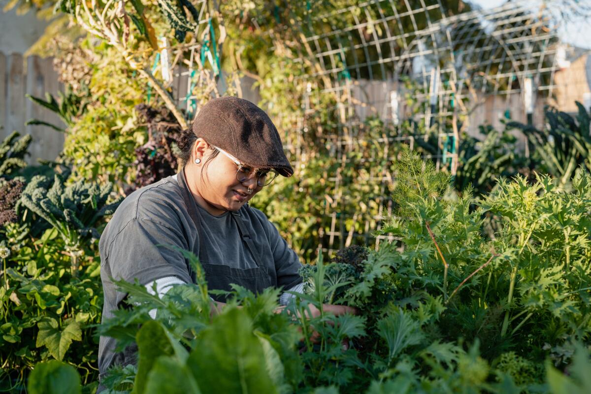 Chef Lydia Ornelas selects fresh herbs and vegetables from a regenerative garden in the at the Plot in Oceanside.