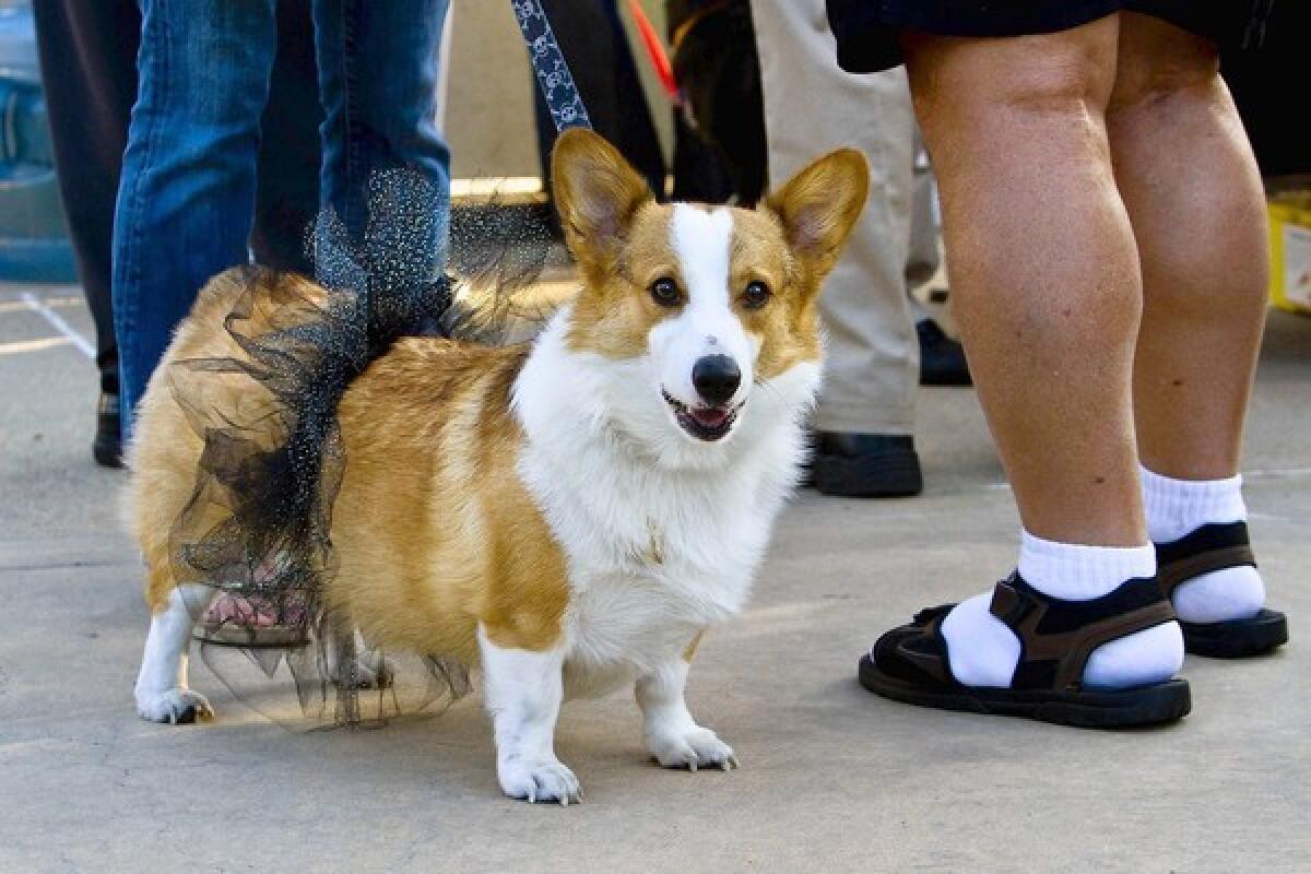 Brody Thomas Jones, a Welsh Corgi, sports a tutu at the Dog Day Afternoon on July 27.