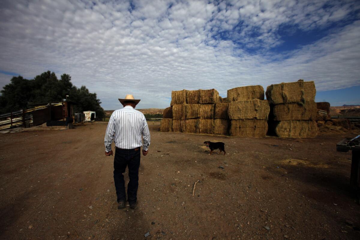 Cliven Bundy at his Nevada ranch in 2013. He says he doesn't have to pay fees to graze his cattle on federal land because the land belongs to the state, not the federal government.