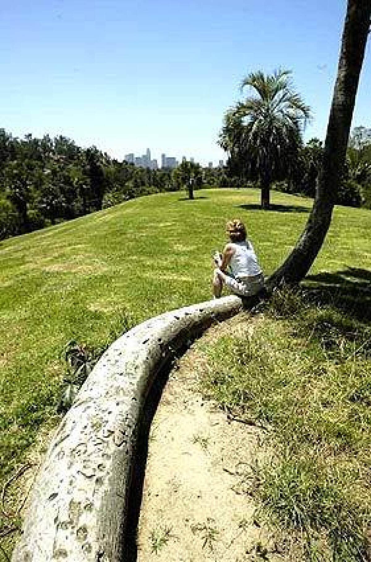 Olga Rothenbecker of Echo Park rests on the snaking trunk of a palm tree at Chavez Ravine Arboretum. Rare palm specimens were planted on Palm Hill in 1972.