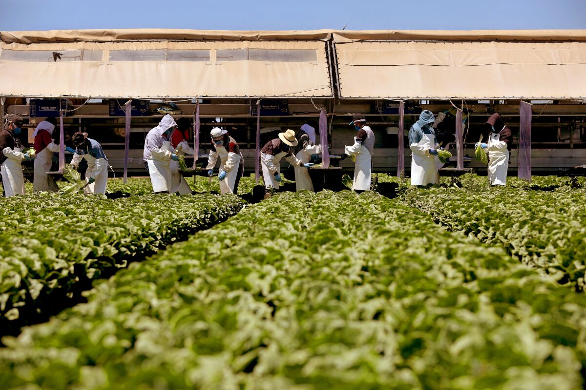 Farmworkers harvesting lettuce in a field.