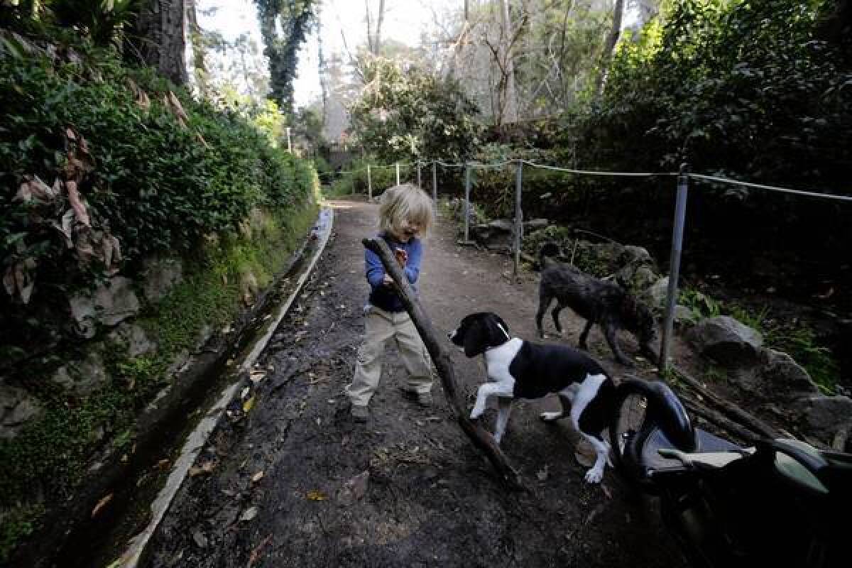 Julian Martel, 3, of Los Angeles plays with a branch he found on the Fern Dell trail in Griffith Park.