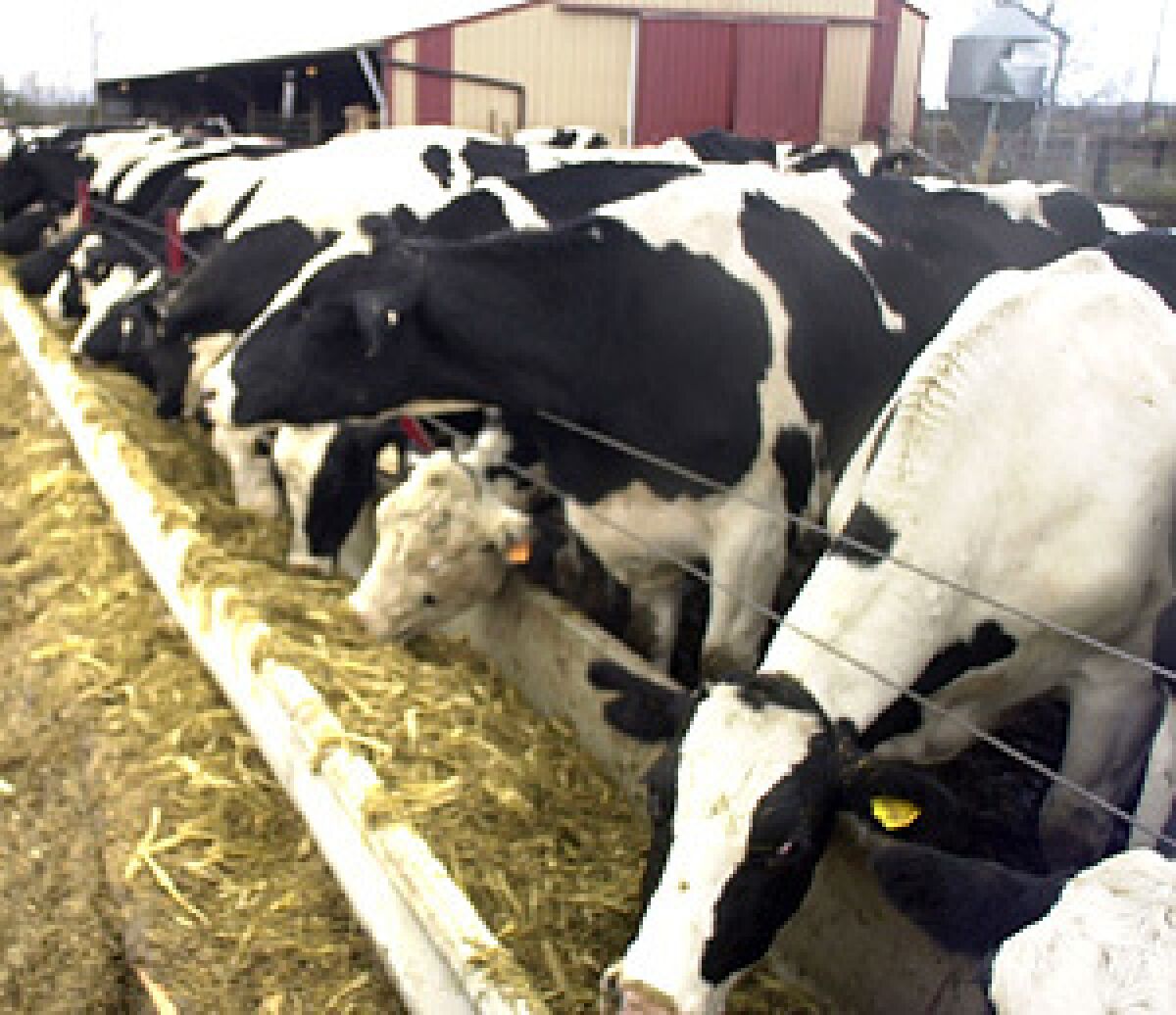 Exposure to high levels of manure dust is linked to decreased incidence of lung cancer among dairy farmers, Italian studies have found. The flip side: Respiratory problems are common.