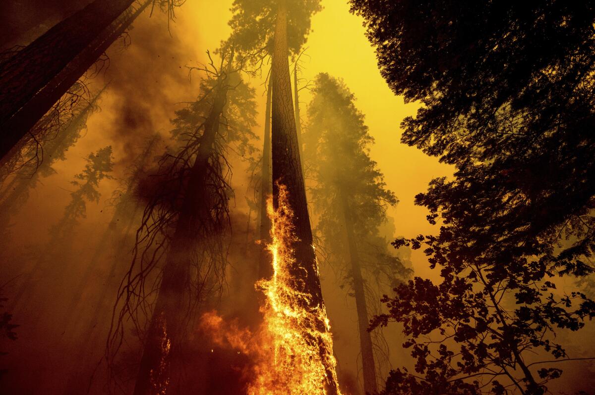 Flames burn halfway up the trunk of a towering tree amid thick, black smoke and a hazy orange sky