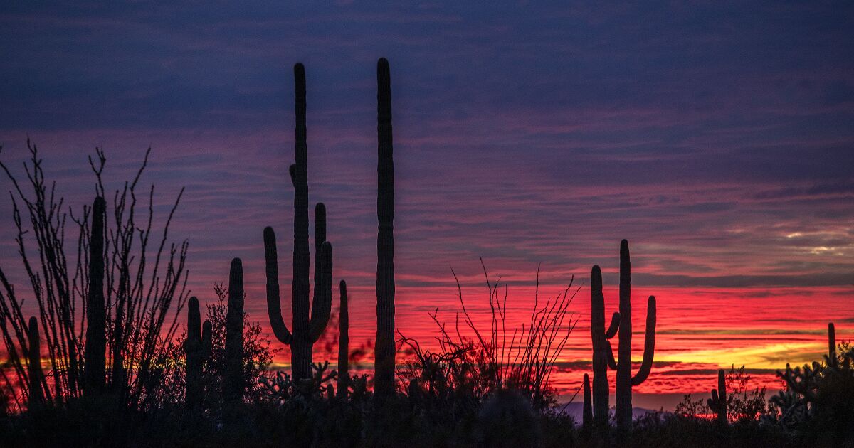 It's illegal to destroy saguaro cactuses. So why are they being removed for Trump’s border wall?