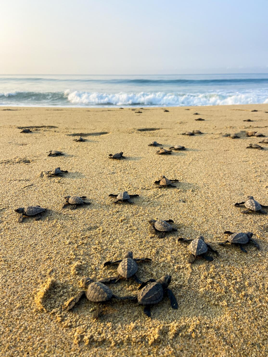 Tiny Turtles Tell Tales - Growing Up in Santa Cruz