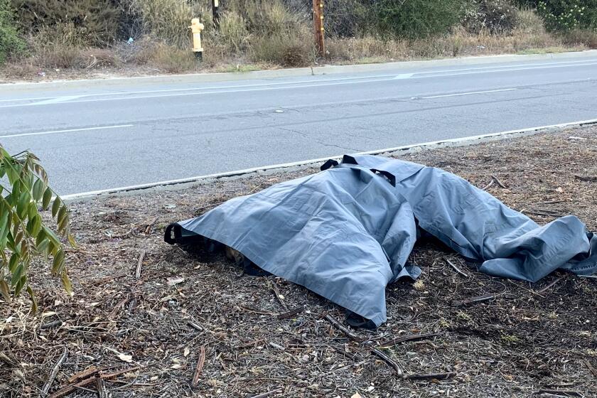 A tarp covers a bear that was killed crossing a street on New York Drive, near Eaton Canyon Drive in Pasadena.