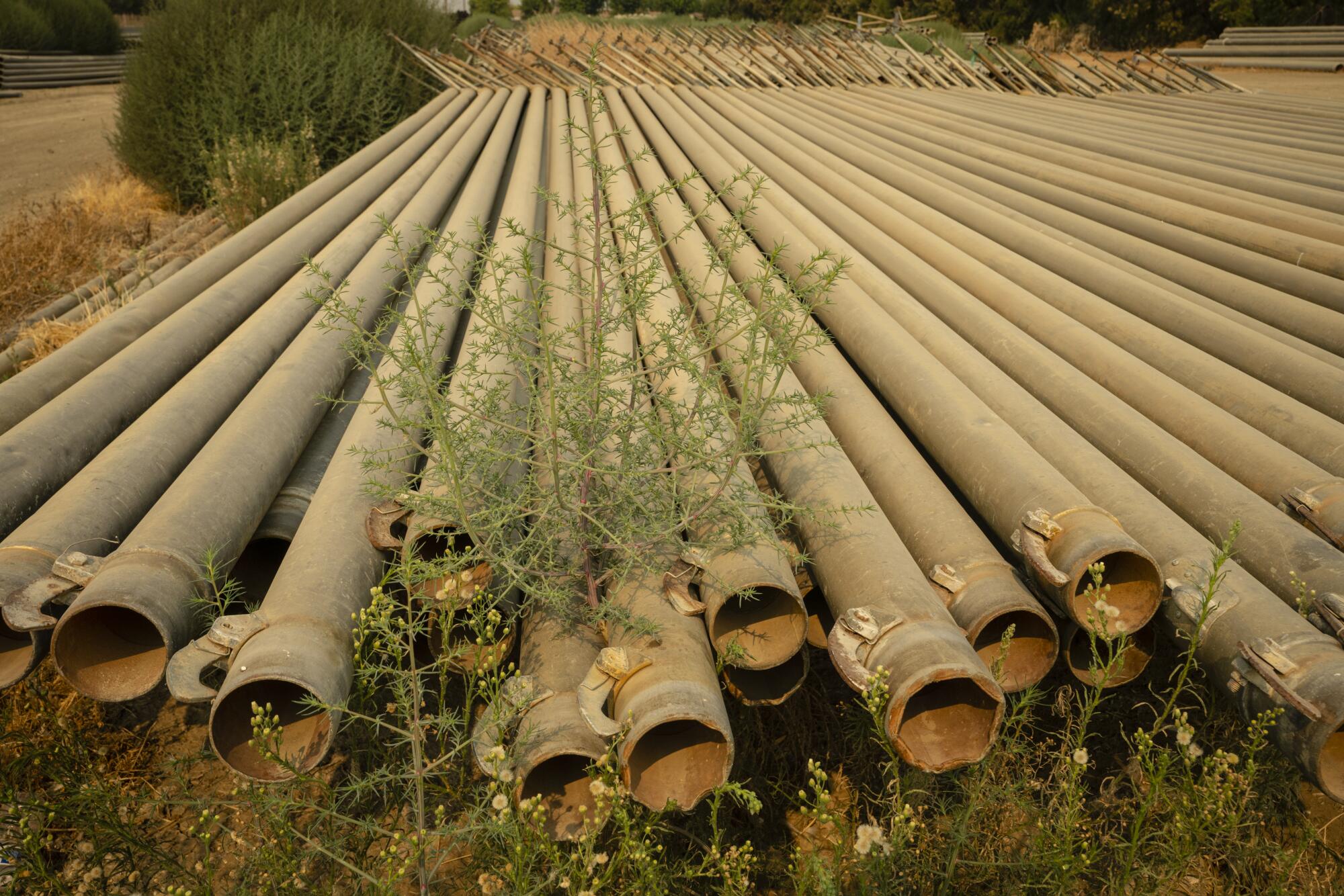 Irrigation pipes lay unused in Cantua Creek. 