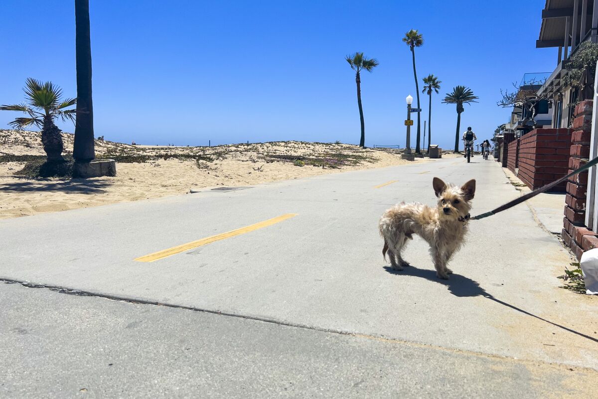 are dogs allowed on balboa beach