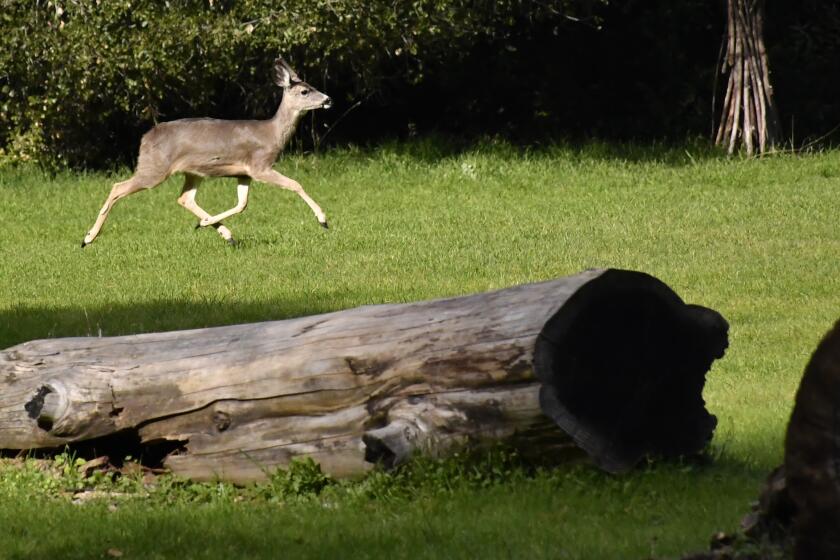 A young deer bounds across a meadow at Filoli Historic House and Garden in Woodside, Ca.
