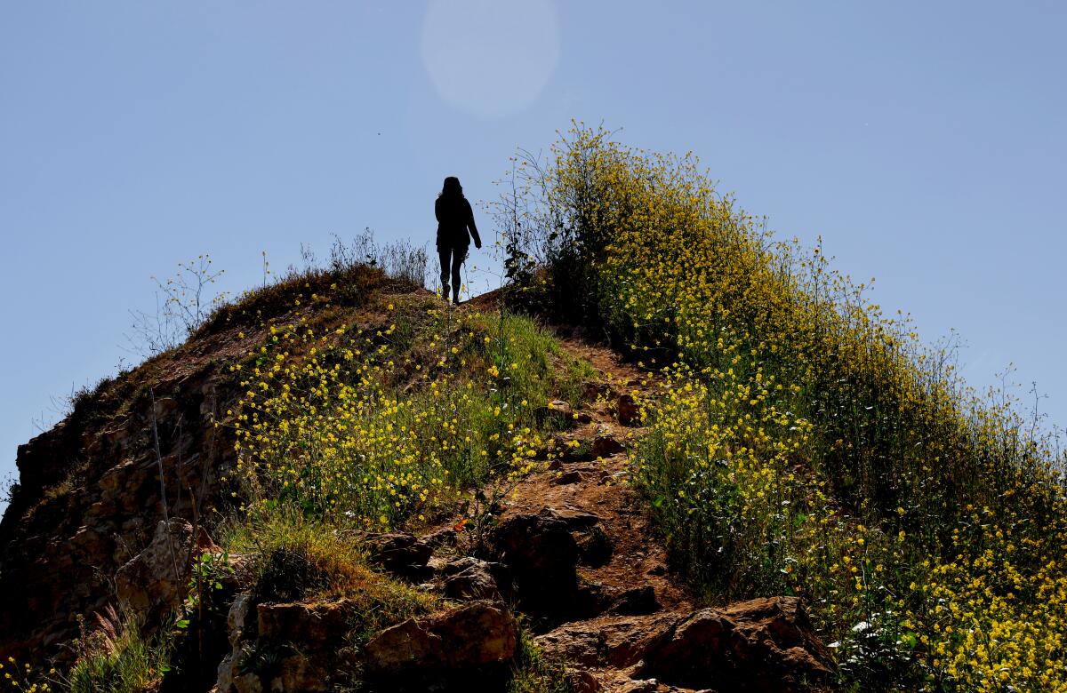 A person is silhouetted atop a hill covered with wildflowers.