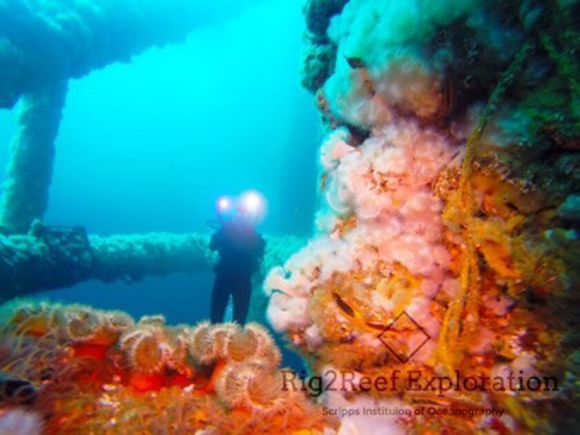 Emily Callahan and Amber Jackson dive under oil rigs to see the sea life there. Courtesy