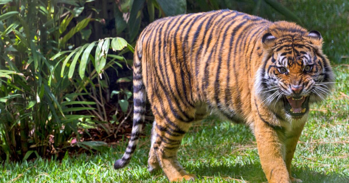 San Diego Safari Park Breaks Ground On 5-Acre Tiger Habitat