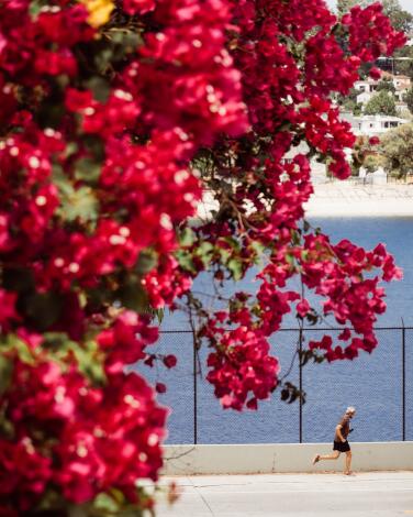 LOS ANGELES, CA - AUGUST 01: A bougainvillea bloom provides a splash of color on a warm summer day for a jogger at the Silver Lake Reservoir on Monday, Aug. 1, 2022 in Los Angeles, CA. (Myung J. Chun / Los Angeles Times)