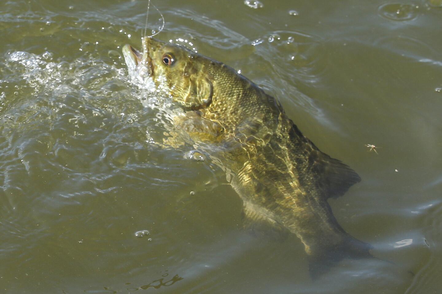 State officials want these California reservoir owners to warn people not  to eat the fish - Los Angeles Times