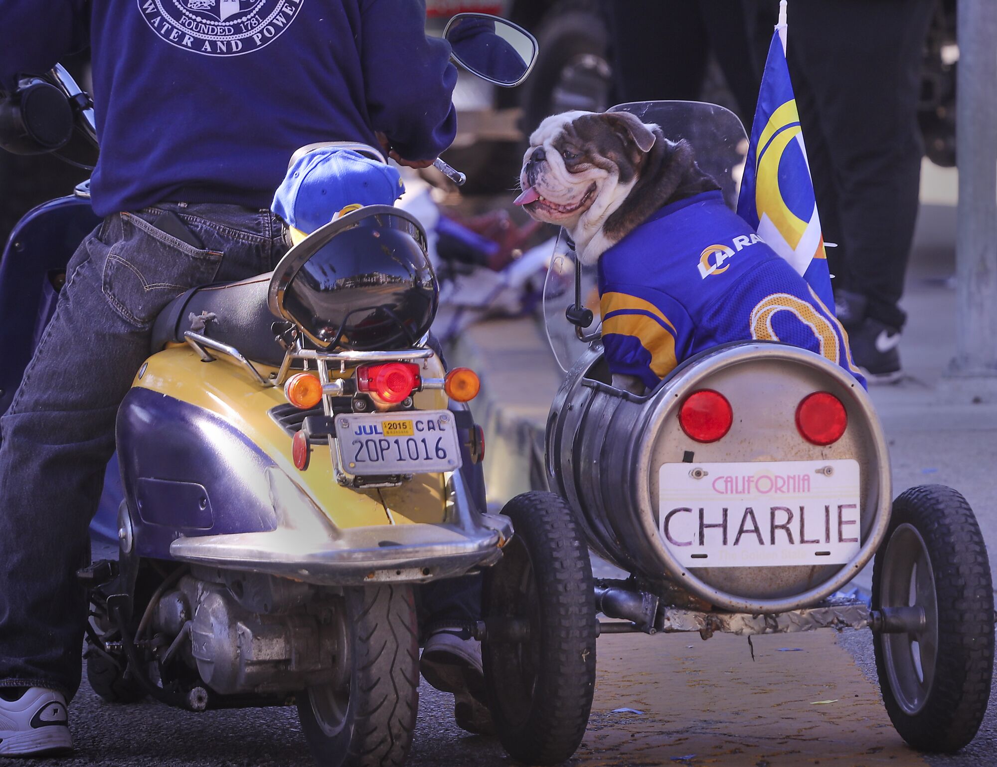Charlie rides in a LA Rams fan's sidecar as they celebrate the Los Angeles Rams Super Bowl parade and rally in Los Angeles.