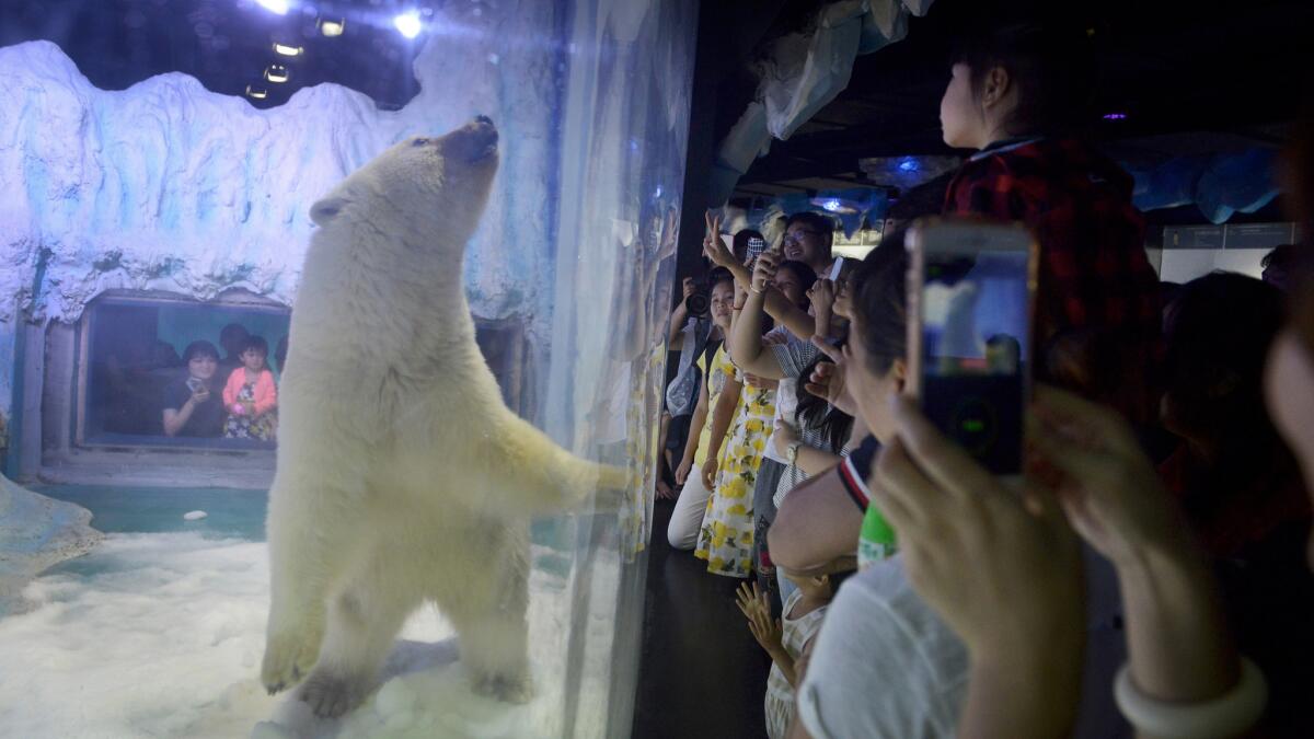 Visitors take photos of Pizza, the polar bear, inside its enclosure at the Grandview Mall Aquarium in the southern Chinese city of Guangzhou.