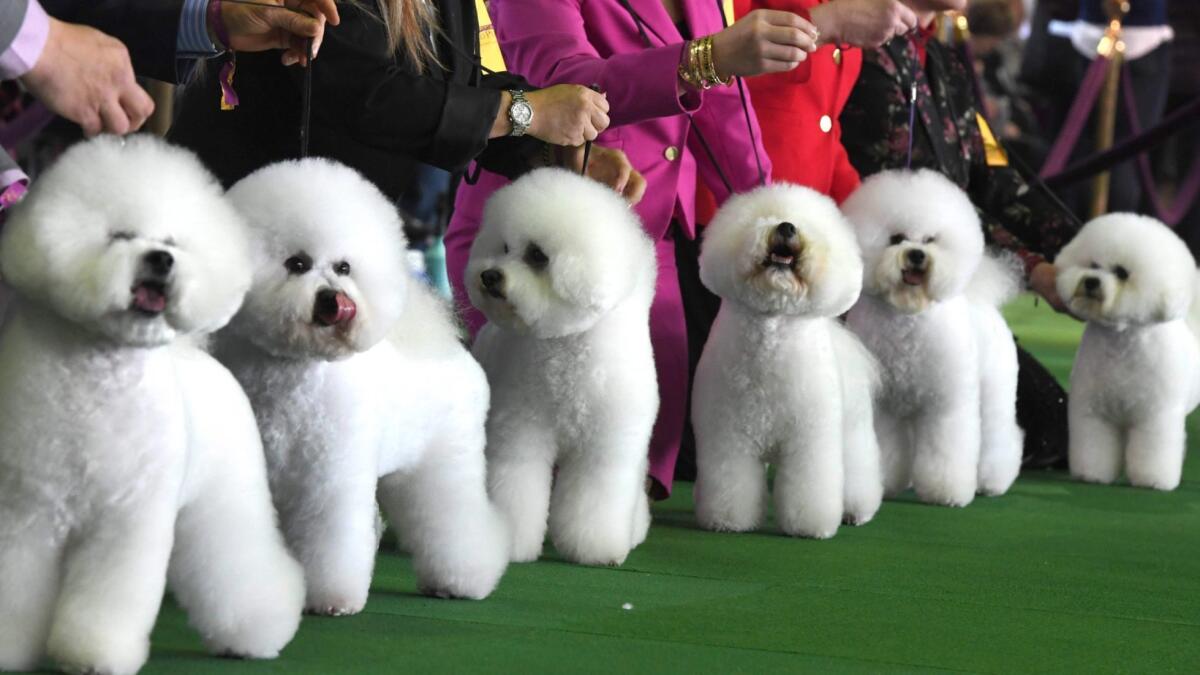Bichons Frises gather in the judging ring during the Daytime Session in the Breed Judging across the Hound, Toy, Non-Sporting and Herding groups at the 143rd Annual Westminster Kennel Club Dog Show in New York.