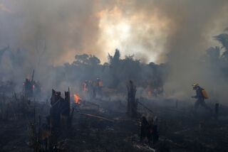 Brigadas antiincendios luchan contra el fuego en Apui, en el estado de Amazonas, Brasil, el 21 de septiembre de 2022. La Amazonía brasileña registró más incendios en la primera semana de septiembre que en todo el mes el año pasado, según el Instituto Nacional de Investigación Espacial del Brasil (INPE). (AP Foto/Edmar Barros)