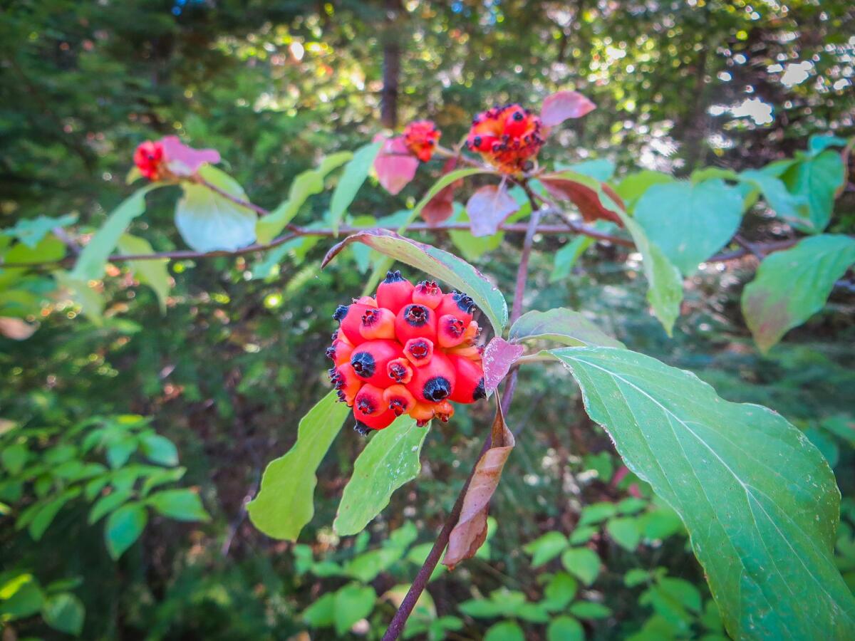 Dogwood Drupe in Coffee Creek