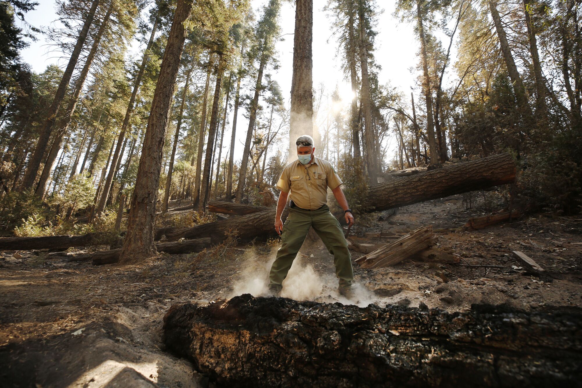 A park ranger stands next to the charred remains of a felled tree