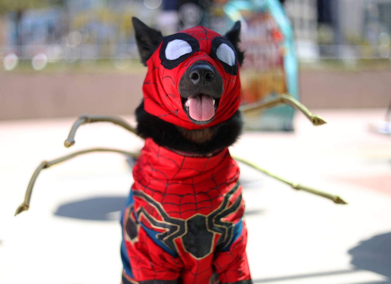 Merly, the cosplay dog, of Houston dressed as Iron Spider at Comic Con International in San Diego on July 18, 2019.