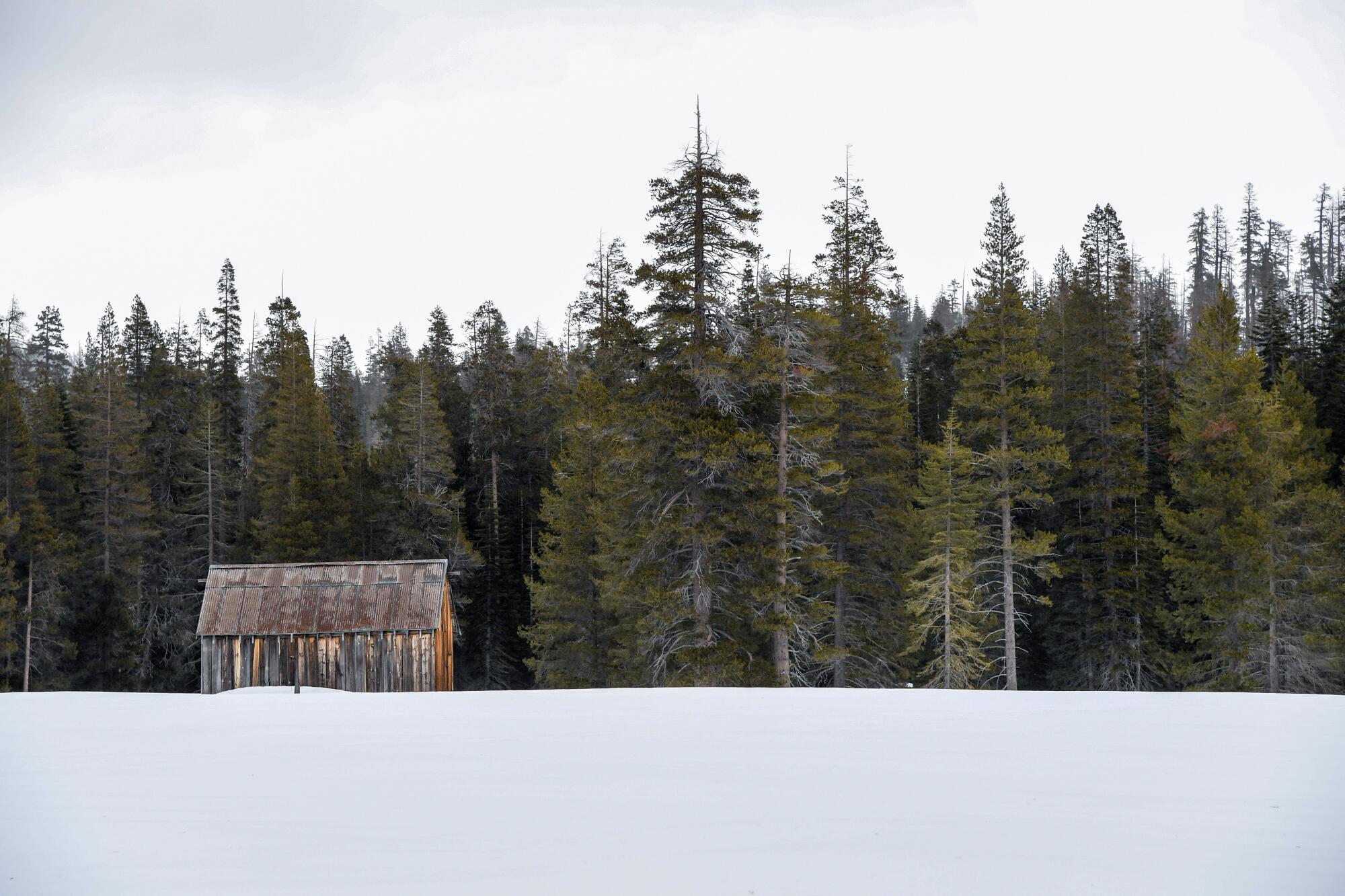 Snow blankets a field as a wooden shed and towering evergreens fill the background.