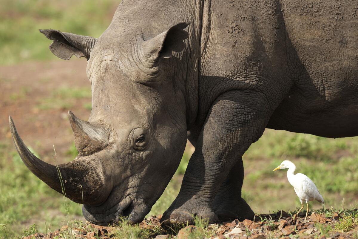 ARCHIVO - Un rinoceronte negro, que está en la Lista Roja de Especies Amenazadas según la International Union for Conservation of Nature, pastan en el Parque Nacional Nairobi, a las afueras de Nairobi, Kenia el 31 de enero de 2024. Los ecologistas en Kenia celebraban el traslado de varios rinocerontes a una llanura donde no se les había visto en décadas. (AP Foto/Brian Inganga, Archivo)