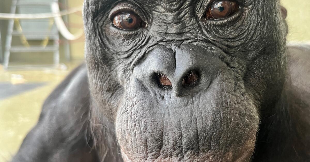 Você pode brincar de macaco? Cientistas usam uma festa de chá imaginária para descobrir Você pode brincar de macaco? Cientistas usam uma festa de chá imaginária para descobrir