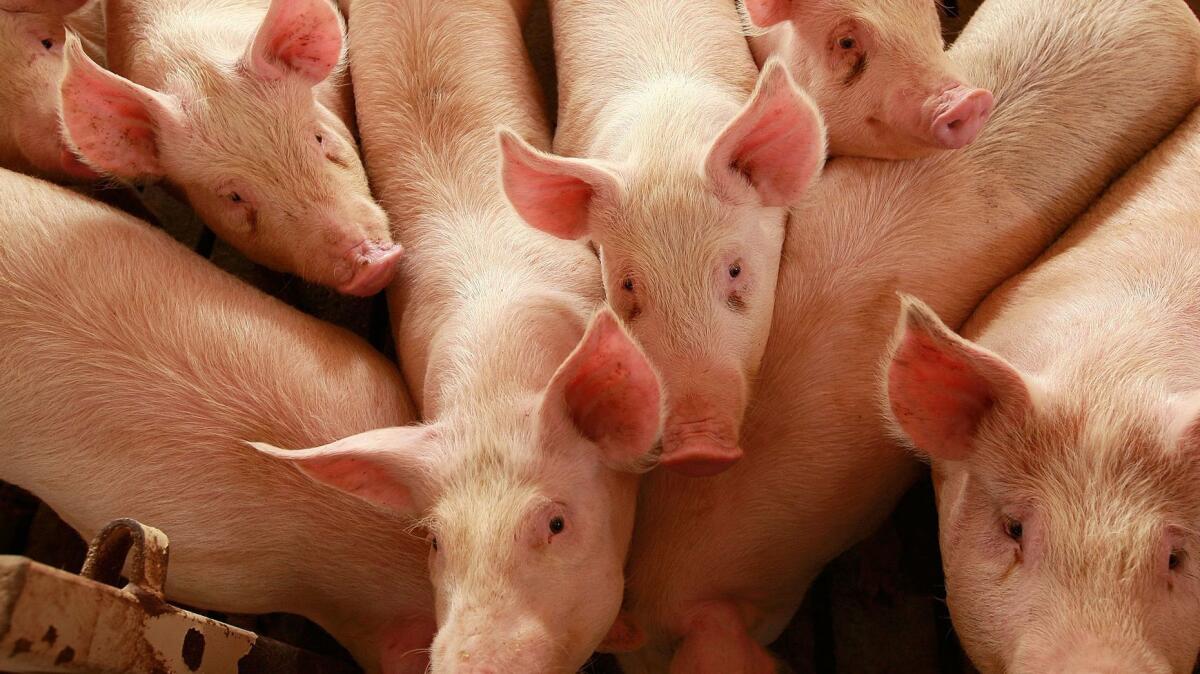 With the government’s blessing, five U.S. hog plants have pioneered a food safety experiment: They have fewer inspectors and operate free of a rule meant as a safeguard from disease. Above, farm-raised hogs in 2009.