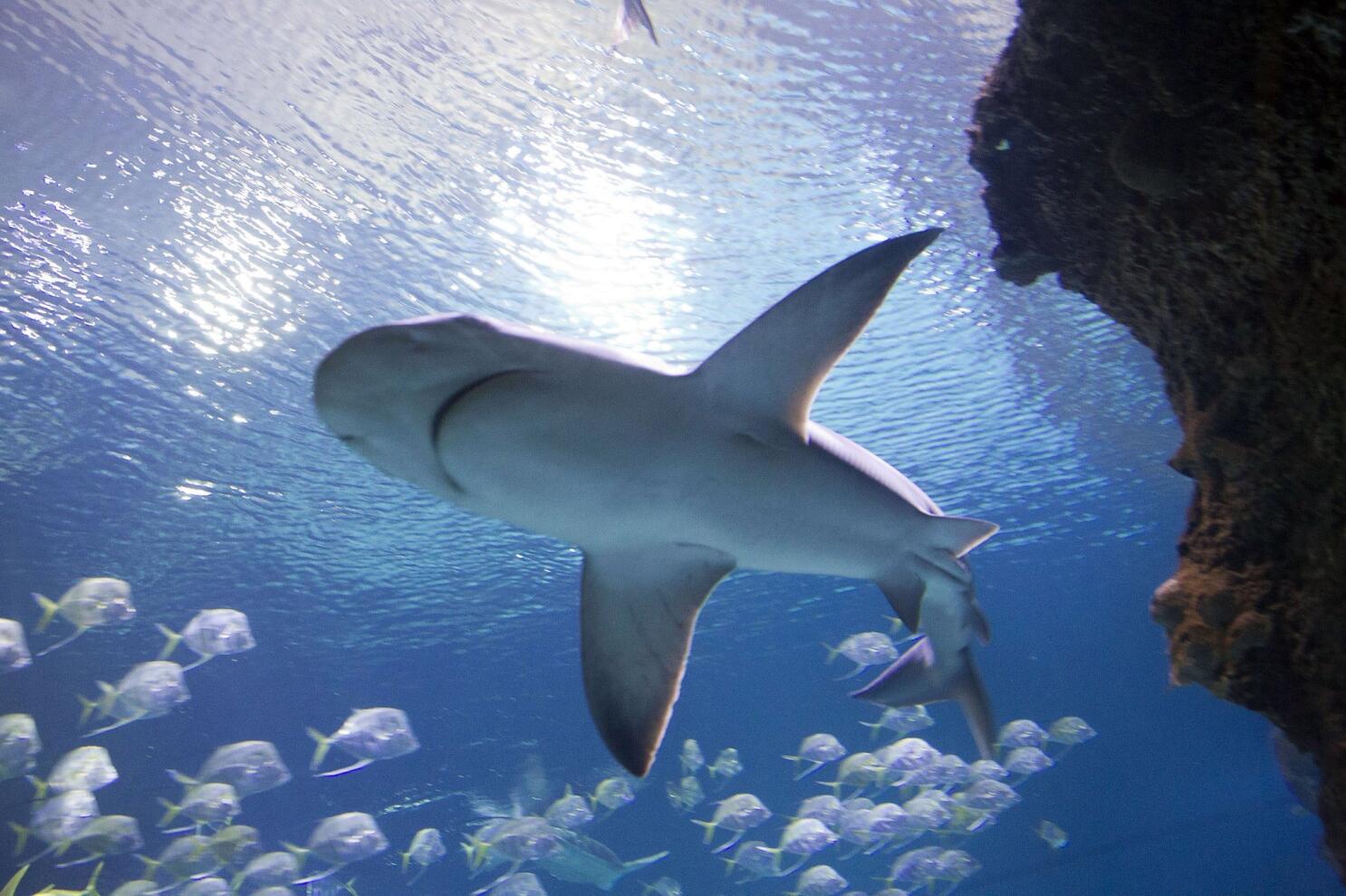 Shark Reef at Mandalay Bay debuts new shark exhibit